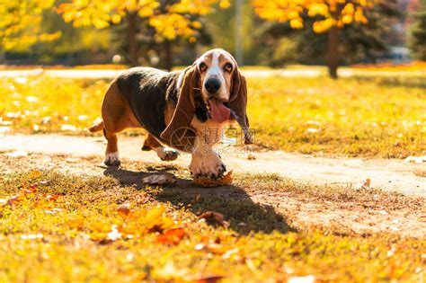 巴吉度猎犬又称巴塞特猎犬_[标签:标题1]