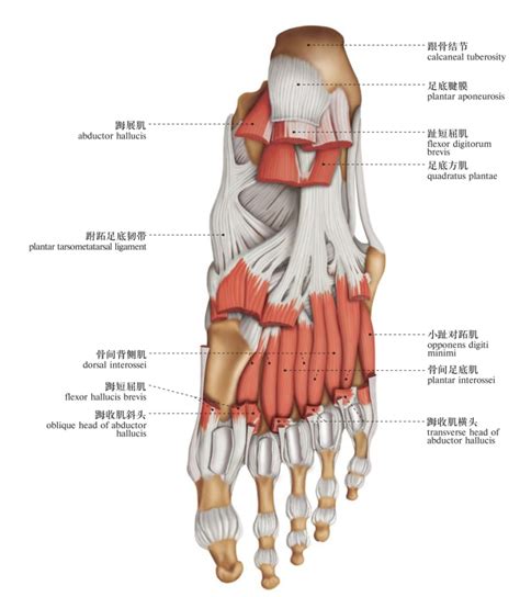 脚结构图图片