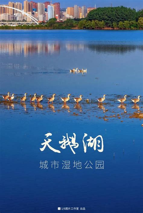 三门峡——“天鹅之城”，蕴含千年文化底蕴-搜狐大视野-搜狐新闻