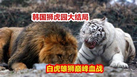 韩国狮虎园5：最强单挑！（白虎雄狮巅峰之战，韩国狮虎斗大结局_腾讯视频