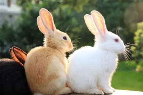 兔子和老鼠是近亲吗-百度经验