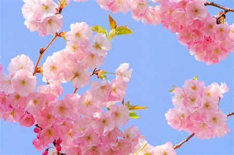 写樱花最出名的诗句（50句关于描写樱花的唯美短句） | 幺林灵（100）