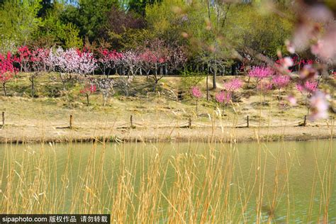 日本东京新宿公园的春季景色高清图片下载-正版图片502592067-摄图网