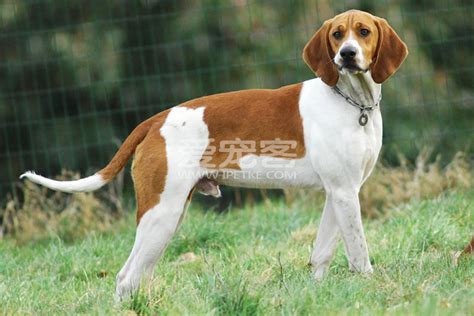 正在运行的狗狗狗犬类白色实验室走狗毛皮忠诚猎犬绿色黑色运动高清图片下载-正版图片321728597-摄图网