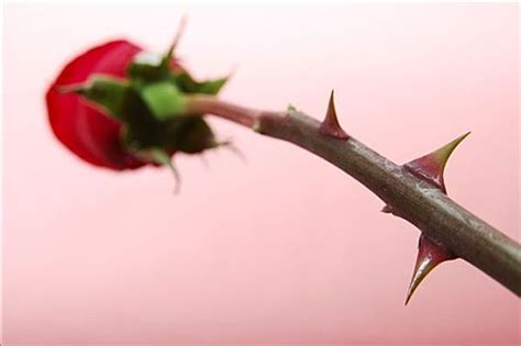 带刺的玫瑰|带刺,花朵,玫瑰,玫瑰花苞,玫瑰刺,玫瑰花蒂,玫瑰花茎,红色玫瑰,红玫瑰,玫瑰上的水珠,盛开的玫瑰花,植物,装饰元素