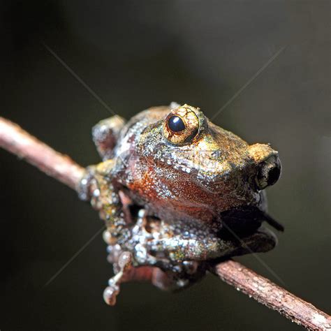 野生的青蛙绿色树叶眼睛动物香蕉生活高清图片下载-正版图片321613102-摄图网