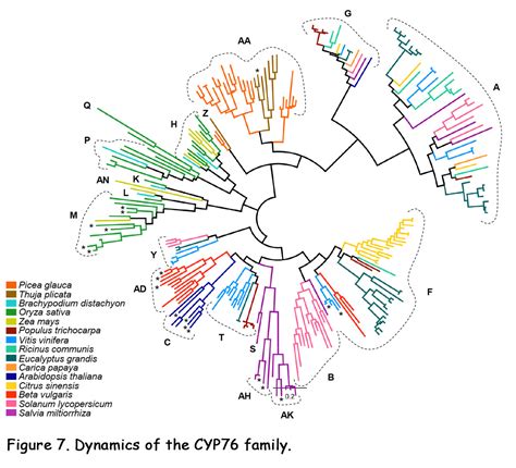 基因家族｜细胞色素P450超家族的全基因组鉴定及其在黄酮生物合成中的功能 - 知乎