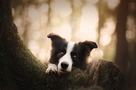 #859205 Dogs, Glance, Border Collie | Mocah HD Wallpapers