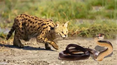 实拍草原猫捕蛇，看看它的捕蛇功力比起平头哥如何？_腾讯视频