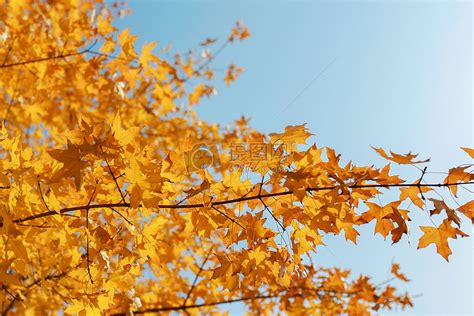 秋天的景色图片素材_免费下载_jpg图片格式_VRF高清图片500795479_摄图网