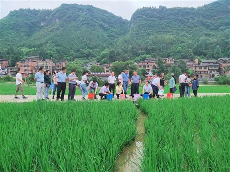 贵州省黔南州2020年稻渔综合种养示范推广鱼苗投放活动在三都县启动 - 农村养殖网