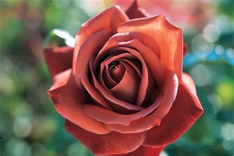 玫瑰花朵数的含义解析，从1朵到31朵 | 说明书网