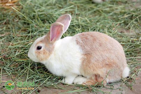 怎样选好种公兔,养殖兔子挑选公兔的要与母兔相同 - 品尚生活网