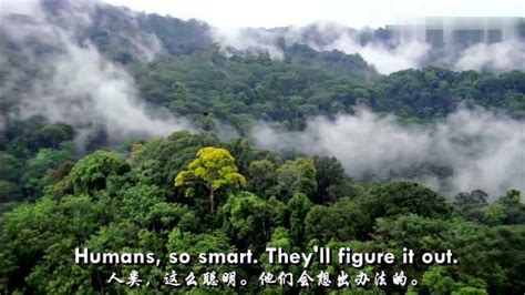 热带雨林,黎明,雾,宁静,马来西亚人,在上面,日惹特区,印度尼西亚,爪哇,灵性摄影素材,汇图网www.huitu.com