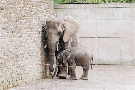 儿童故事：小象的心愿