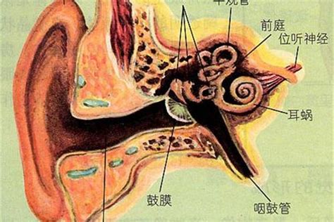 耳朵的构造图图片