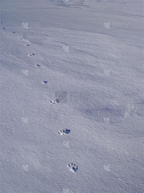 冬天雪地里的猫爪印