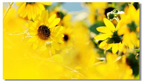 向日葵向阳而开高清图片下载-正版图片307522101-摄图网