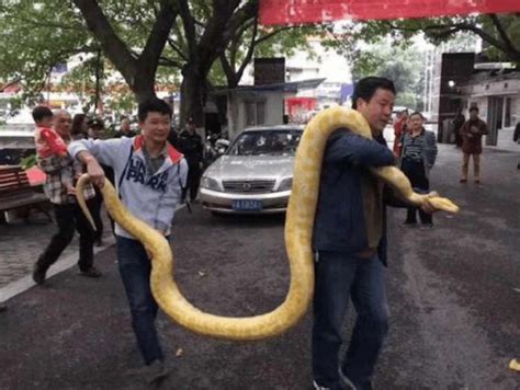 恐怖！石家庄街头惊现2米多长黄金蟒蛇！