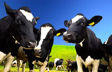 爱养牛5200头进口奶牛顺利到港 乌拉特前旗10万头奶产业园项目建设进入新阶段_本溪财经网