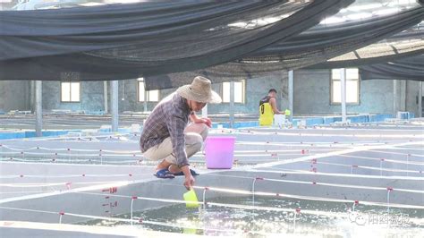 阳西：全力培育优质海水种苗 年产高端品种鱼苗约8000万尾 -阳西县人民政府网站