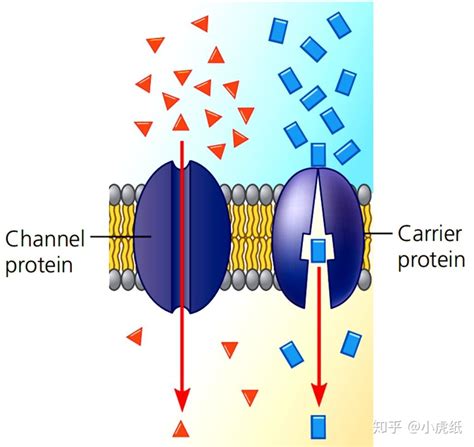 带细胞核内质网高尔基体/细胞器的半切面细胞结构-镇江图研科技有限公司