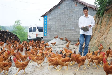 【附图】仙岩镇养鸡大户徐永一年卖鸡7万只--嵊州新闻网