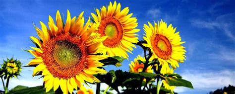 向日葵为什么会随着太阳转动 向日葵会随着太阳转动作文_华夏智能网