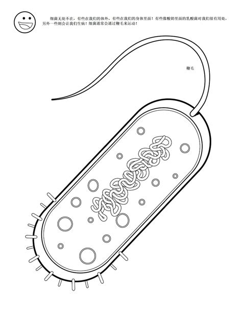 微生物细菌放大模型三分病毒显微结构细胞标本染色体DNA生物医学-阿里巴巴