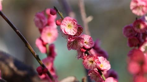 春天盛开的梅花高清图片下载-正版图片501579747-摄图网