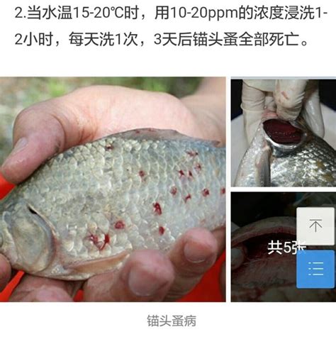 生鱼片有寄生虫吗?日本人为什么不害怕寄生虫