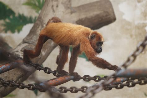 动物家族又添新成员！红吼猴和白脸僧面猴首次安家郑州市动物园-大河新闻