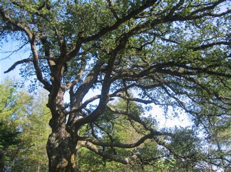 高山刺叶栎-木材买卖-真木网