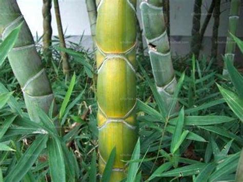 竹子大全图片