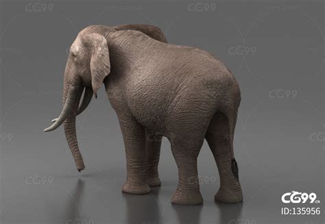 “博物馆藏品背后的故事”之十 大象——坎赞的呼唤-成都理工大学博物馆
