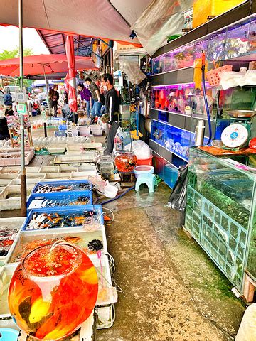 乌鲁木齐各大花鸟鱼虫市场观赏鱼受到消费者的欢迎_鱼类专题（观赏鱼之家）_水产养殖网