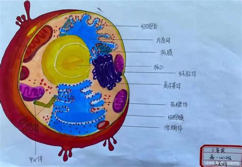 高中生手绘动植物细胞，简直以假乱真_TOM科技