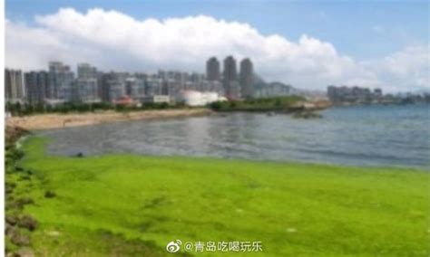 新一轮浒苔入侵青岛 市民望苔兴叹-青岛水族馆官方网站