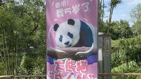 卧龙中华大熊猫苑|旅游项目.爱心体验者|卧龙潘达科技