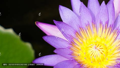 紫苑的功效与作用及禁忌_紫苑的生长习性 紫苑有什么用 - 中药大全 - 中药360