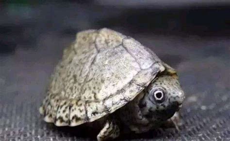 地球上最凶残的乌龟, 号称龟中霸王龙, 现存最古老的爬行动物
