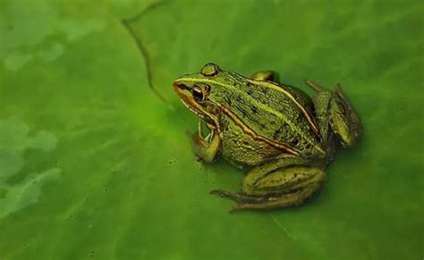 中国常见的青蛙的品种，中国青蛙种类|admin_人人点