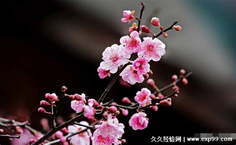 红梅黄梅梅香飘飘，茶花菊花花开艳艳-高清图集-中国天气网宁夏站