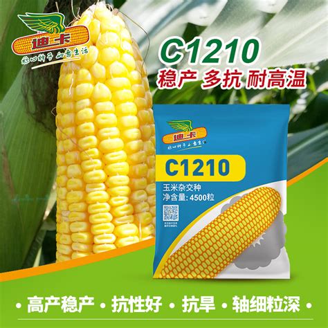 （今日10折）迪卡玉米种子 正品保障 C1210稳产多抗耐高温 主销河南—粮油作物种子