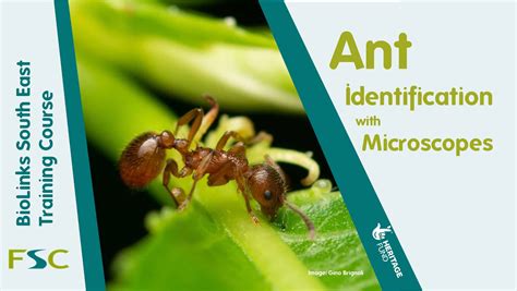 PPT - Ant Colony Optimization PowerPoint Presentation, free download ...