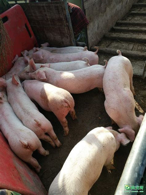 要买仔猪哪里买我们的仔猪质量好仔猪 肥猪批发价格 猪仔批发 - 养殖批发网