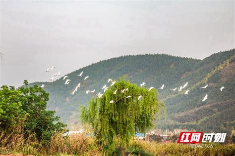 美永州丨蓝山：空中贵客！千年鸟道又迎热闹（组图）_蓝山县_湖南频道_红网