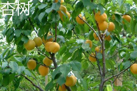杏树和桃树的区别，叶片、树体和花朵均不同 - 新三农