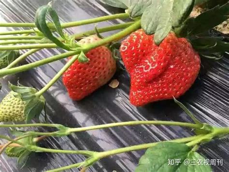 专业厂家生产长效营养型【草莓 专用无土栽培基质 营养土】 图-阿里巴巴