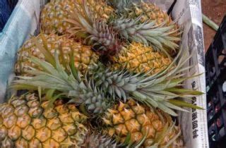 佳农 菲律宾菠萝 原箱装 8个 巨大果 单果重1.3kg以上 生鲜水果-商品详情-菜管家